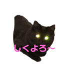 うちのネゴ（個別スタンプ：7）