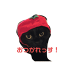 うちのネゴ（個別スタンプ：8）