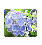 暮らしに花を♪あじさい（敬語）（個別スタンプ：8）