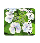 暮らしに花を♪あじさい（敬語）（個別スタンプ：12）