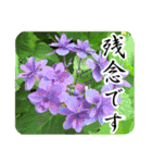 暮らしに花を♪あじさい（敬語）（個別スタンプ：15）