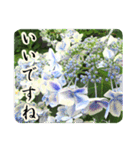 暮らしに花を♪あじさい（敬語）（個別スタンプ：17）