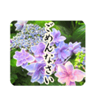 暮らしに花を♪あじさい（敬語）（個別スタンプ：18）