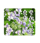 暮らしに花を♪あじさい（敬語）（個別スタンプ：19）