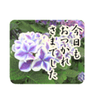 暮らしに花を♪あじさい（敬語）（個別スタンプ：23）