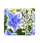 暮らしに花を♪あじさい（敬語）（個別スタンプ：24）