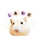 おしゃべりハムスター（個別スタンプ：4）