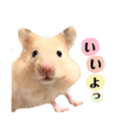 おしゃべりハムスター（個別スタンプ：7）
