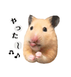 おしゃべりハムスター（個別スタンプ：10）