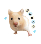 おしゃべりハムスター（個別スタンプ：11）