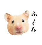 おしゃべりハムスター（個別スタンプ：15）