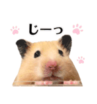 おしゃべりハムスター（個別スタンプ：16）