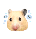 おしゃべりハムスター（個別スタンプ：20）