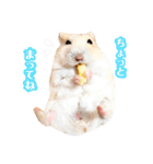 おしゃべりハムスター（個別スタンプ：21）