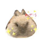 うさぎのコトンうさぎスタンプ（個別スタンプ：1）