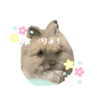 うさぎのコトンうさぎスタンプ（個別スタンプ：7）