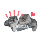 我が家の猫たち4（個別スタンプ：8）