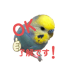 インコのれいじろう2（個別スタンプ：2）