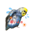 インコのれいじろう2（個別スタンプ：4）
