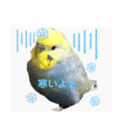 インコのれいじろう2（個別スタンプ：5）