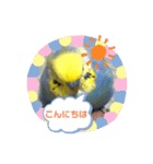 インコのれいじろう2（個別スタンプ：7）