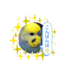 インコのれいじろう2（個別スタンプ：8）