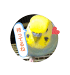 インコのれいじろう2（個別スタンプ：9）