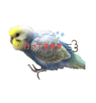 インコのれいじろう2（個別スタンプ：10）