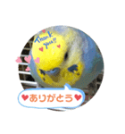 インコのれいじろう2（個別スタンプ：11）
