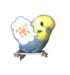 インコのれいじろう2（個別スタンプ：12）
