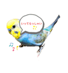 インコのれいじろう2（個別スタンプ：13）