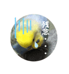 インコのれいじろう2（個別スタンプ：14）
