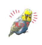 インコのれいじろう2（個別スタンプ：15）
