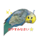 インコのれいじろう2（個別スタンプ：16）