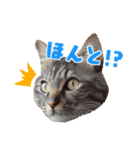 タルトと羽玖（個別スタンプ：1）