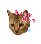 タルトと羽玖（個別スタンプ：2）