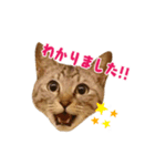 タルトと羽玖（個別スタンプ：4）