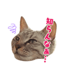 タルトと羽玖（個別スタンプ：5）