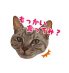 タルトと羽玖（個別スタンプ：6）