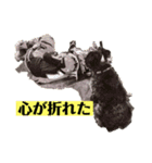 モトクロスKID（個別スタンプ：12）