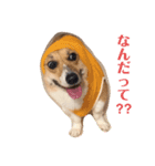 コーギースタンプ！（個別スタンプ：5）