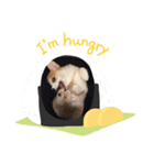 コーギースタンプ！（個別スタンプ：6）