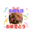 ELUMO STAMP（個別スタンプ：12）