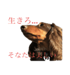 ポッキーNO.1（個別スタンプ：3）