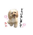 ワンワンワン♡  あいさつスタンプ（個別スタンプ：11）