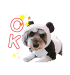 シュナウザーの虎十郎くん（個別スタンプ：3）