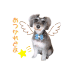 シュナウザーの虎十郎くん（個別スタンプ：7）