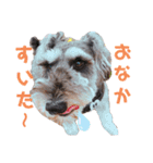 シュナウザーの虎十郎くん（個別スタンプ：12）