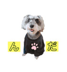 シュナウザーの虎十郎くん（個別スタンプ：14）