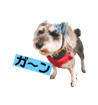 シュナウザーの虎十郎くん（個別スタンプ：18）